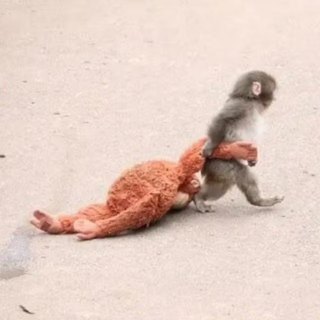 Punch the Monkey Blank Meme Template