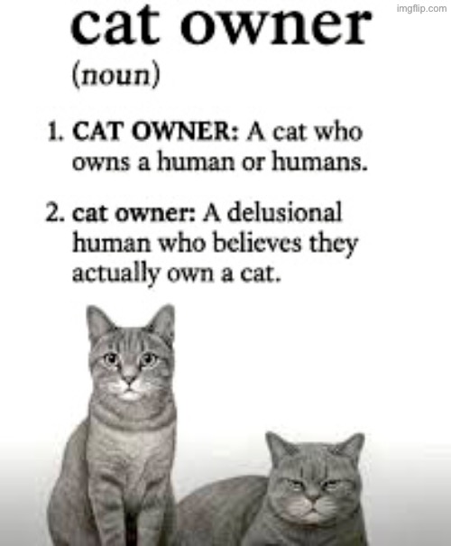 Cat “Owner” | image tagged in cats,funny cats,owned,evil overlord rules,definition,the truth | made w/ Imgflip meme maker
