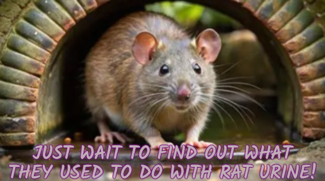 JUST WAIT TO FIND OUT WHAT THEY USED TO DO WITH RAT URINE! | made w/ Imgflip meme maker