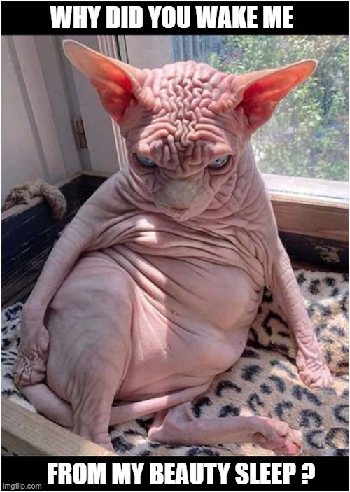 A 'Disturbed' Cat ! | WHY DID YOU WAKE ME; FROM MY BEAUTY SLEEP ? | image tagged in cats,disturbed,hairless,beauty,sleep | made w/ Imgflip meme maker