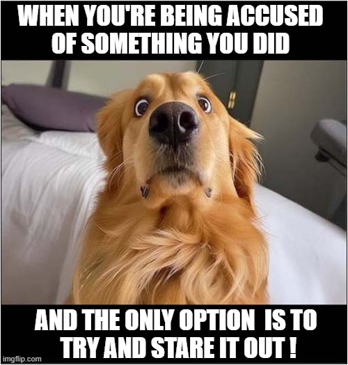 The Look Of Innocence Or Guilt ? | WHEN YOU'RE BEING ACCUSED
OF SOMETHING YOU DID; AND THE ONLY OPTION  IS TO
 TRY AND STARE IT OUT ! | image tagged in dogs,that look,innocence,guilt | made w/ Imgflip meme maker