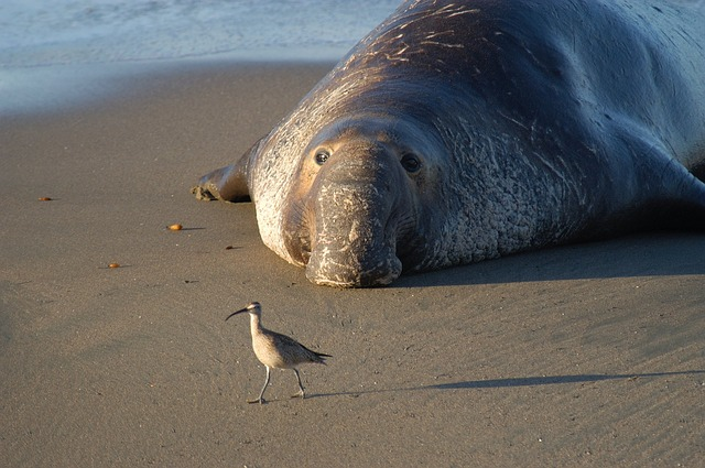 Sad Elephant Seal Blank Meme Template