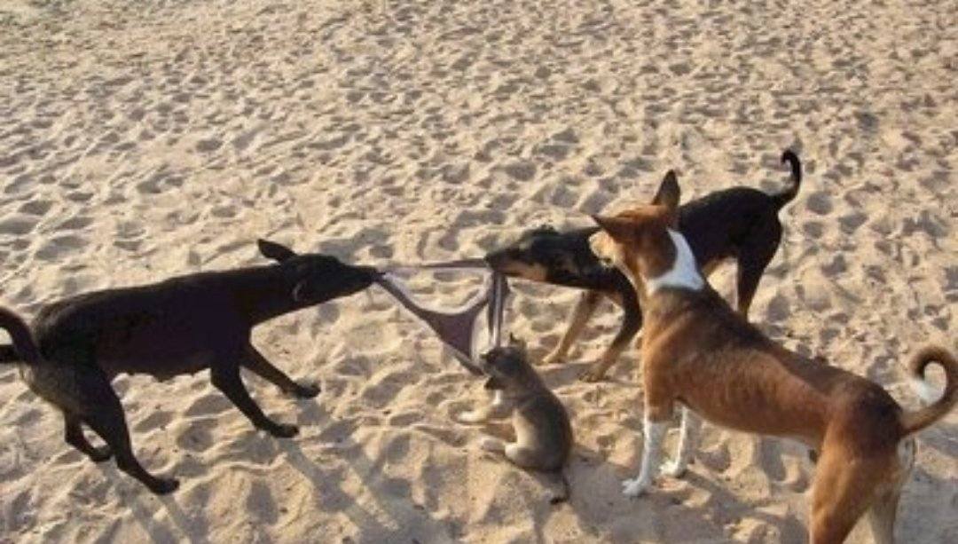 dog fighting a panty Blank Meme Template