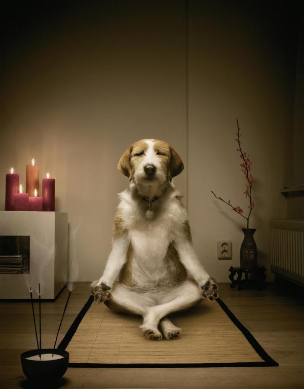 High Quality dog meditation funny Blank Meme Template