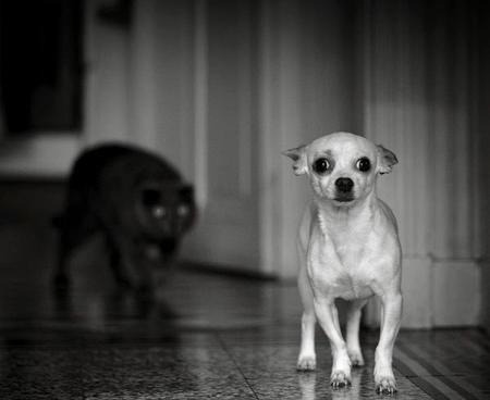 BehindMe Blank Meme Template