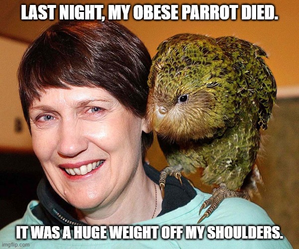 Daily Bad Dad Joke February 20, 2026 | LAST NIGHT, MY OBESE PARROT DIED. IT WAS A HUGE WEIGHT OFF MY SHOULDERS. | image tagged in parrot | made w/ Imgflip meme maker