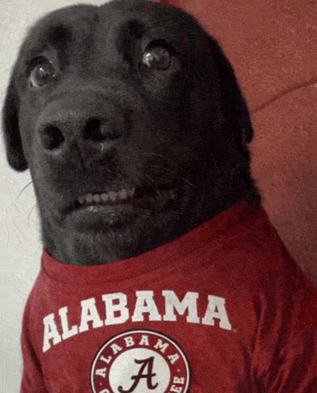 alabama crimson tide dog Blank Meme Template
