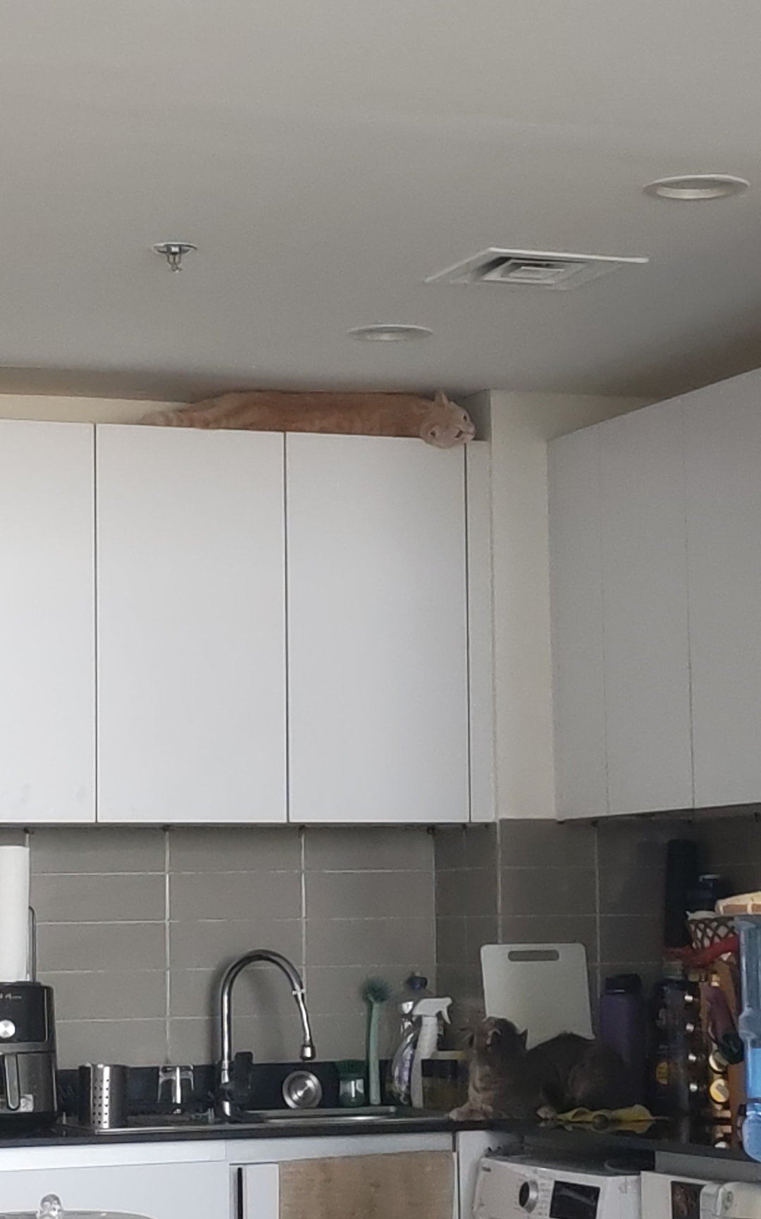 Looking Up Blank Meme Template