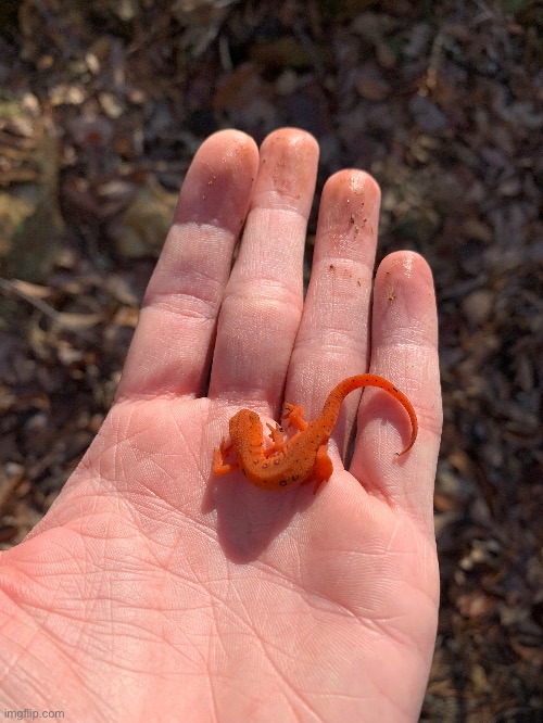 Made a friend | made w/ Imgflip meme maker