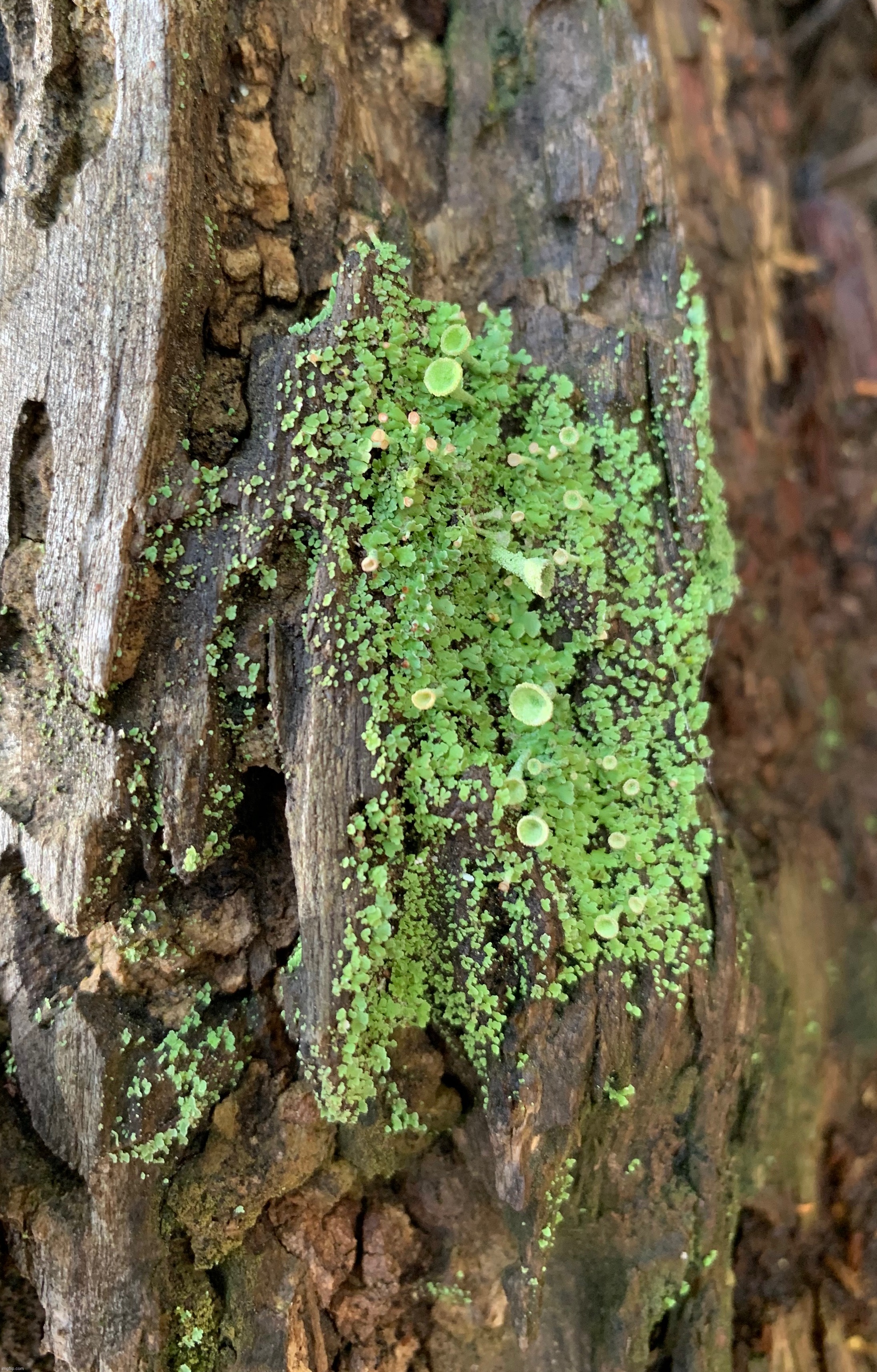 Lichen mushrooms | made w/ Imgflip meme maker