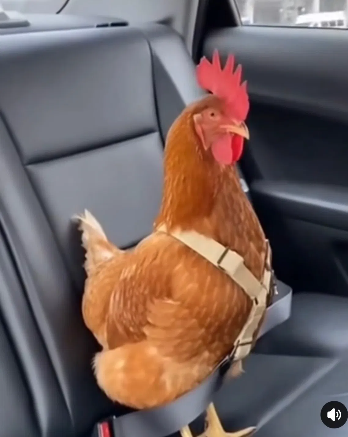 Old Friends Blank Meme Template