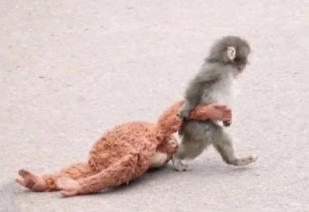 Punch Monkey Blank Meme Template