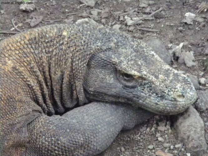 Sad Komodo Dragon | image tagged in sad komodo dragon | made w/ Imgflip meme maker