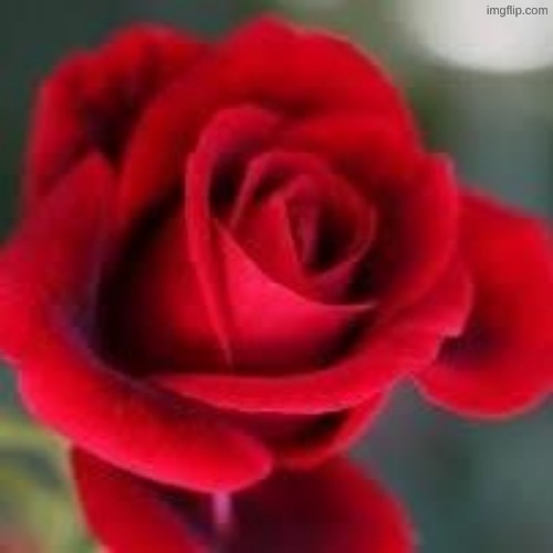 roses are red | image tagged in roses are red | made w/ Imgflip meme maker