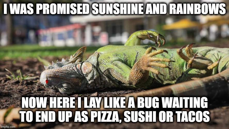 Meanwhile in Florida | I WAS PROMISED SUNSHINE AND RAINBOWS; NOW HERE I LAY LIKE A BUG WAITING TO END UP AS PIZZA, SUSHI OR TACOS | image tagged in frozen iguana,iguanacicles,florida man,meanwhile in florida | made w/ Imgflip meme maker