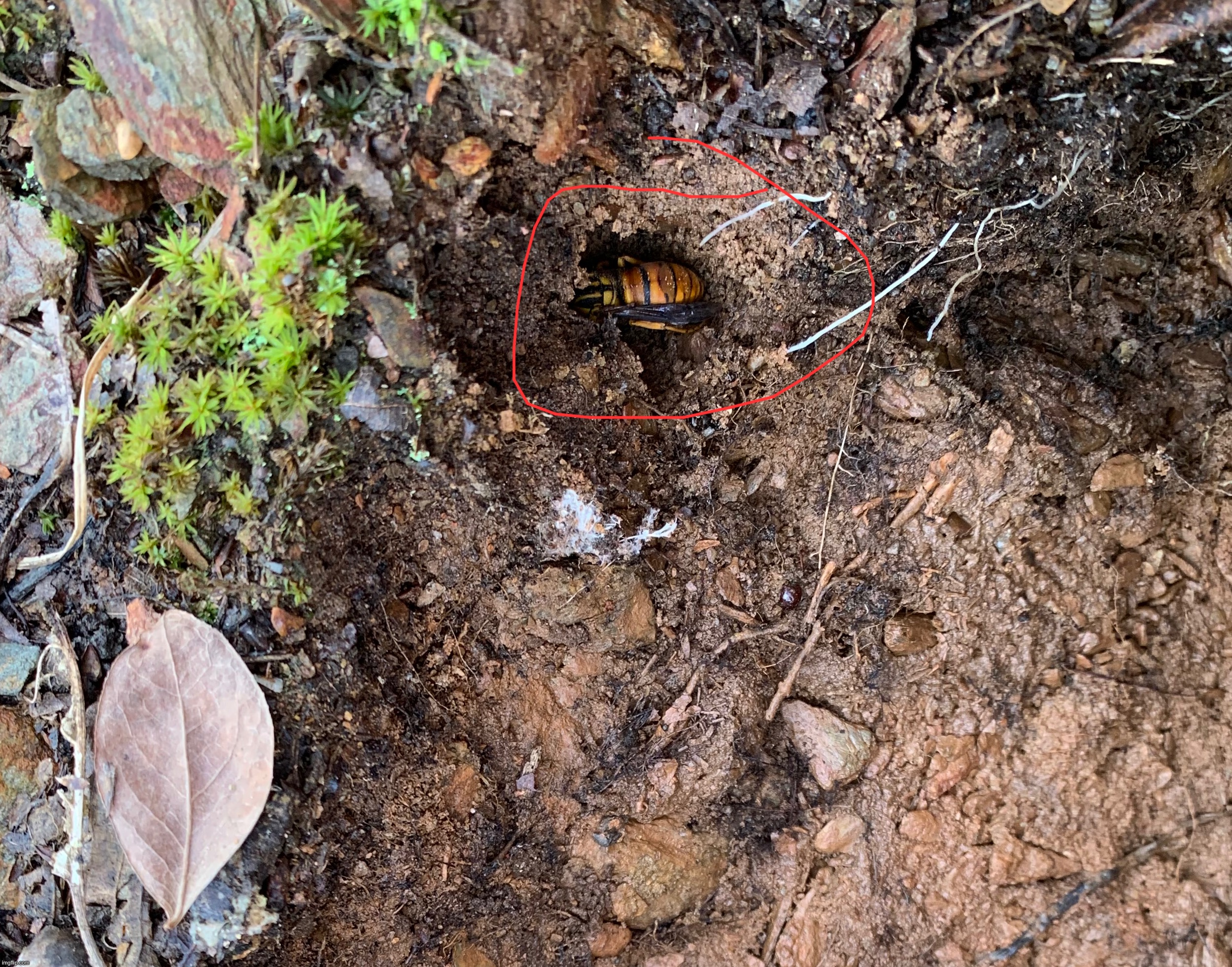 When you flip over a rock and catch a wasp sleeping | made w/ Imgflip meme maker