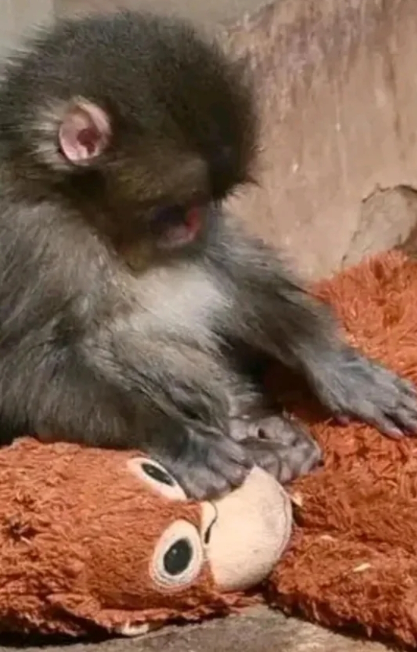 Punch Blank Meme Template