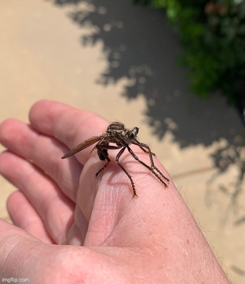 Just fly away bre | made w/ Imgflip meme maker