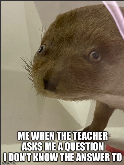 School. | image tagged in relatable memes | made w/ Imgflip meme maker