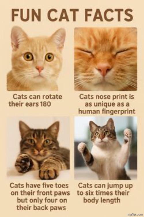 Fun Cat Facts | image tagged in cats,funny cats,fun fact,cute cats,kittens,turds | made w/ Imgflip meme maker