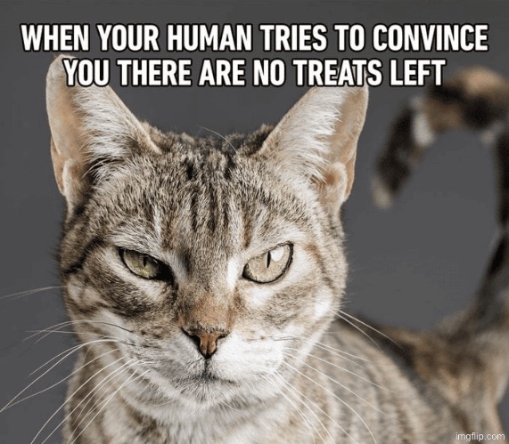 Untrickable Creatures | image tagged in cats,funny cats,the trickster,failed,we are intellectually superior in every way,evil overlord rules | made w/ Imgflip meme maker