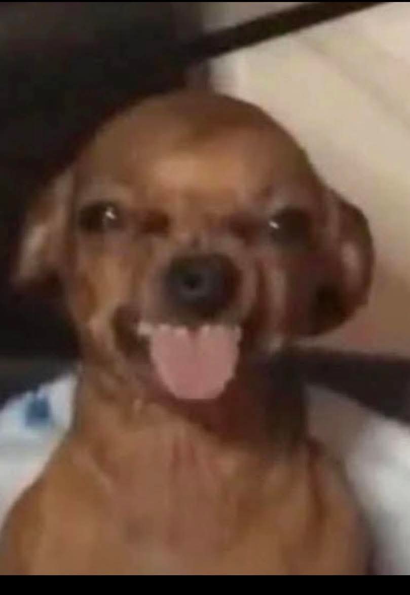 funny-dog-tongue Blank Meme Template