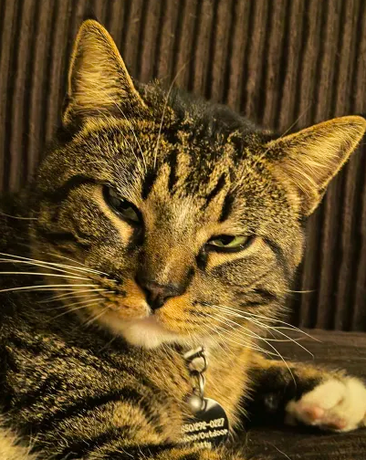 Turdle Blank Meme Template