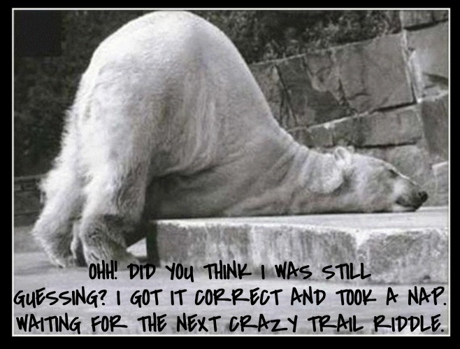 Polar bear | OHH! DID YOU THINK I WAS STILL GUESSING? I GOT IT CORRECT AND TOOK A NAP. WAITING FOR THE NEXT CRAZY TRAIL RIDDLE. | image tagged in polar bear | made w/ Imgflip meme maker