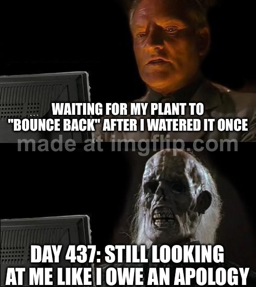 WAITING FOR MY PLANT TO "BOUNCE BACK" AFTER I WATERED IT ONCE | WAITING FOR MY PLANT TO "BOUNCE BACK" AFTER I WATERED IT ONCE; DAY 437: STILL LOOKING AT ME LIKE I OWE AN APOLOGY | image tagged in memes,i'll just wait here,plants,plant,water,bounce | made w/ Imgflip meme maker