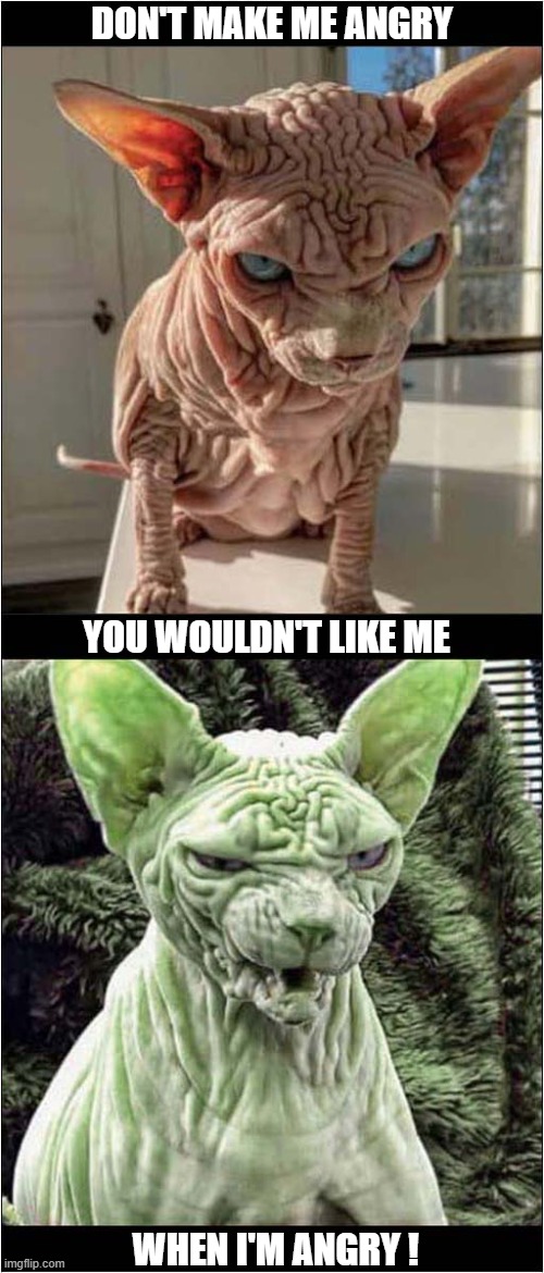 I'm Really Scared ! | DON'T MAKE ME ANGRY; YOU WOULDN'T LIKE ME; WHEN I'M ANGRY ! | image tagged in cats,hairless,the hulk | made w/ Imgflip meme maker