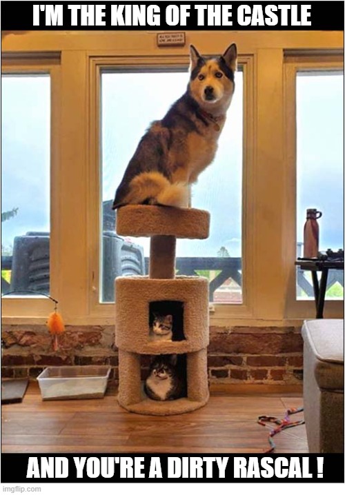 In His Rightful Place ! | I'M THE KING OF THE CASTLE; AND YOU'RE A DIRTY RASCAL ! | image tagged in dogs,husky,king,cat tree | made w/ Imgflip meme maker