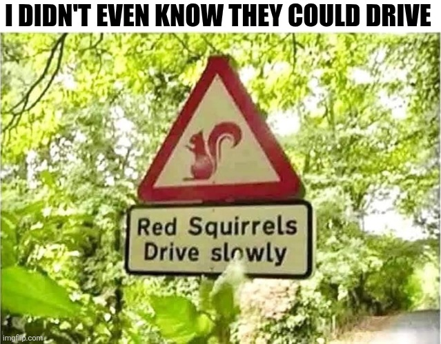 I Didn't Even Know They Could Drive | I DIDN'T EVEN KNOW THEY COULD DRIVE | image tagged in chrisjoines1 | made w/ Imgflip meme maker