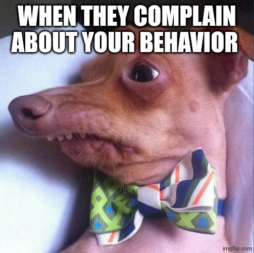 Tuna the dog (Phteven) | WHEN THEY COMPLAIN ABOUT YOUR BEHAVIOR | image tagged in tuna the dog phteven | made w/ Imgflip meme maker