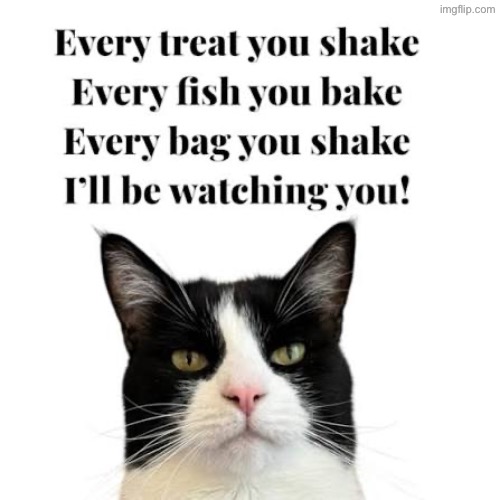 Song Lyrics Cat | image tagged in cats,funny cats,song lyrics,stalker,evil overlord rules,the boss | made w/ Imgflip meme maker