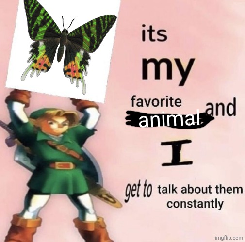 moth moth moth moth moth moth | animal | image tagged in it is my favorite character and i get get talk them constantly | made w/ Imgflip meme maker
