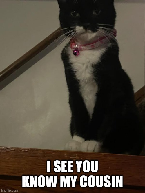 I SEE YOU KNOW MY COUSIN | made w/ Imgflip meme maker