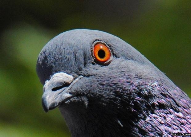Pigeon | image tagged in pigeon | made w/ Imgflip meme maker