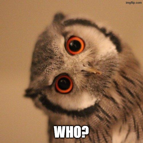 inquisitve owl | WHO? | image tagged in inquisitve owl | made w/ Imgflip meme maker