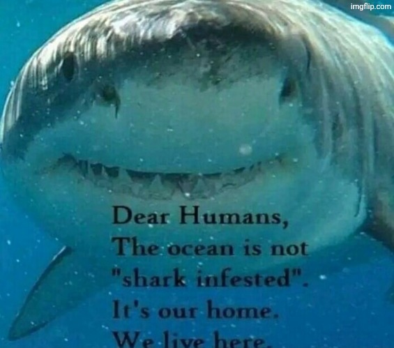 image tagged in shark | made w/ Imgflip meme maker