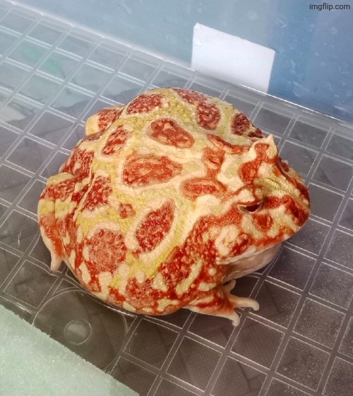 how edible | image tagged in frog | made w/ Imgflip meme maker