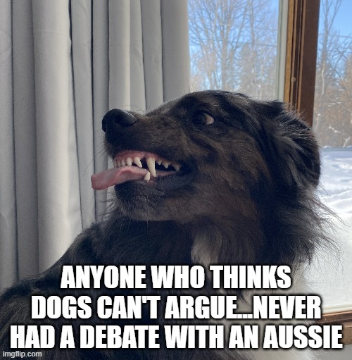 Zeke | ANYONE WHO THINKS DOGS CAN'T ARGUE...NEVER HAD A DEBATE WITH AN AUSSIE | image tagged in philosoraptor | made w/ Imgflip meme maker