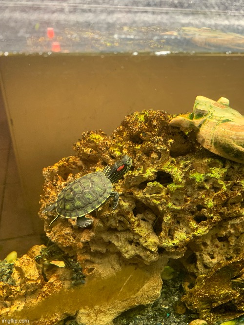 Local Japanese place has baby turtles in the aquarium now | made w/ Imgflip meme maker