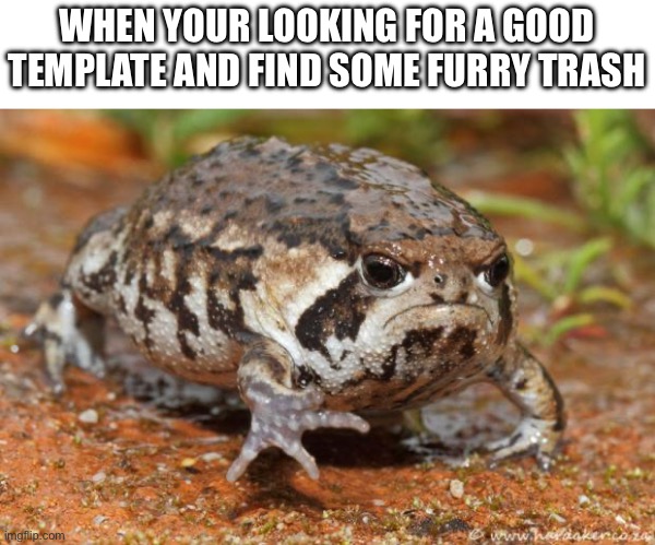 Unhappy frog | WHEN YOUR LOOKING FOR A GOOD TEMPLATE AND FIND SOME FURRY TRASH | image tagged in memes,grumpy toad | made w/ Imgflip meme maker