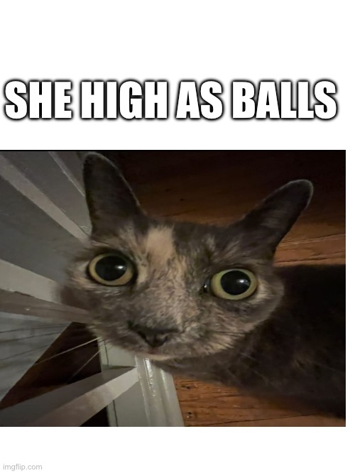 Cat | SHE HIGH AS BALLS | image tagged in cat,cats,silly,that's just silly cat,funny cats,goofy | made w/ Imgflip meme maker