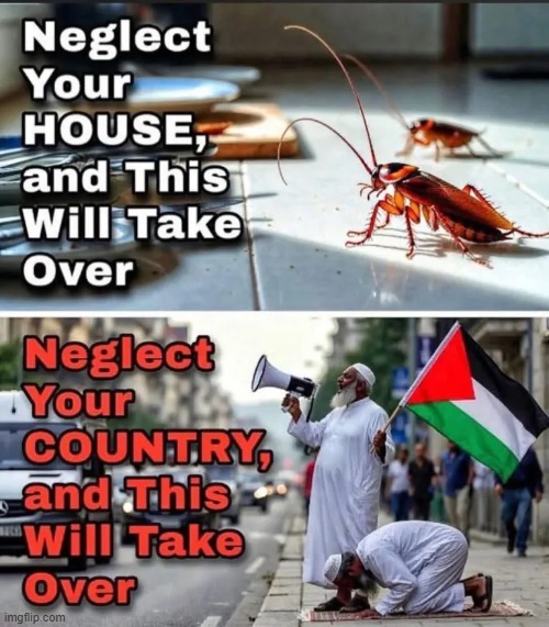 we are Infested with Muslim cockroaches, need to exterminate them. | image tagged in cockroaches,palestine,usa,islam,house,muslim | made w/ Imgflip meme maker