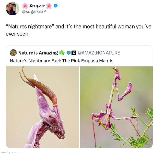 daily praying mantis post | made w/ Imgflip meme maker