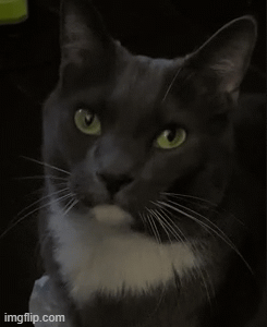 Cat wink | image tagged in gifs,catwink,cats,kitty,cutecats | made w/ Imgflip images-to-gif maker