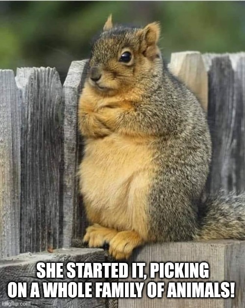 SHE STARTED IT, PICKING ON A WHOLE FAMILY OF ANIMALS! | image tagged in annoyed squirrel | made w/ Imgflip meme maker