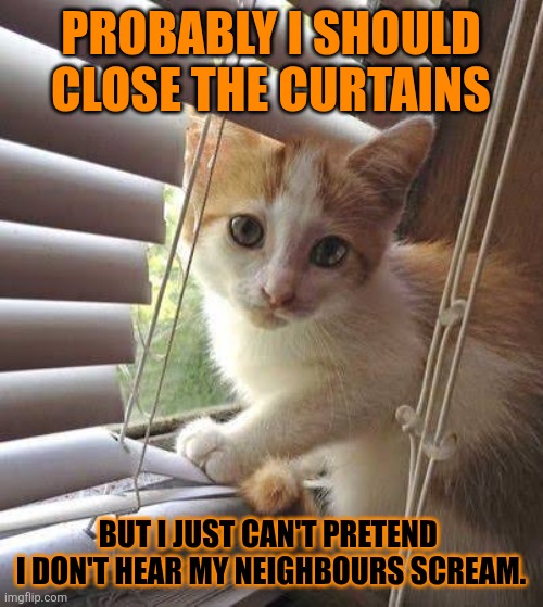 This #lolcat wonders if closing the curtains is the right course of action if they come for your neighbours | PROBABLY I SHOULD CLOSE THE CURTAINS; BUT I JUST CAN'T PRETEND 
I DON'T HEAR MY NEIGHBOURS SCREAM. | image tagged in fascism,nazis,dictator,lolcat | made w/ Imgflip meme maker