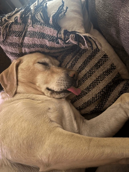 Dog Sleep Tongue Blank Meme Template